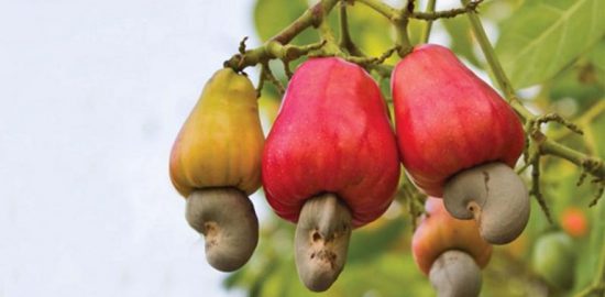 Bạn đã biết ăn hạt điều đúng cách có tác dụng gì chưa?